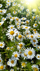 Image showing Beautiful daisies in a summer field lit by sunlight