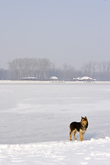 Image showing lone dog standing on frozen lake