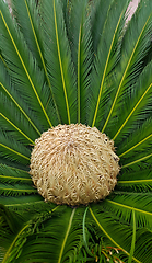 Image showing Female cone and foliage of cycas revoluta cycadaceae sago palm 