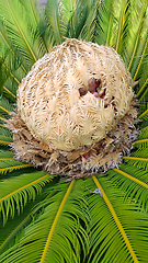 Image showing Cone with fruits and foliage of cycas revoluta cycadaceae sago p