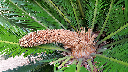 Image showing Male cone and foliage of cycas revoluta cycadaceae sago palm