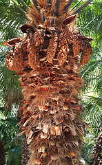 Image showing Close up of the palm tree trunk