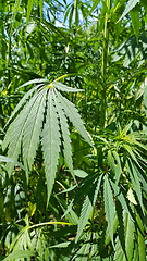 Image showing Green fresh foliage of cannabis plant (hemp, marijuana)