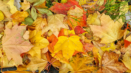 Image showing Bright colorful autumn background from fallen leaves