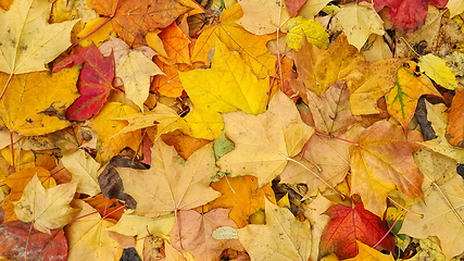 Image showing Bright colorful autumn background from fallen leaves