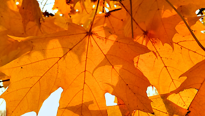 Image showing Branch of autumn maple tree