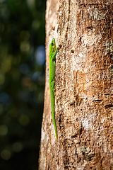 Image showing green gecko Phelsuma Madagascar wildlife