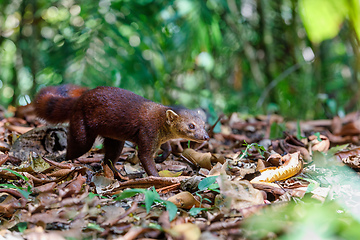 Image showing Ring-tailed mongoose, Galidia elegans, Madagascar