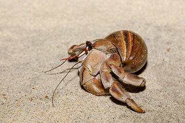 Image showing hermit crab on beach in snail shell Madagascar