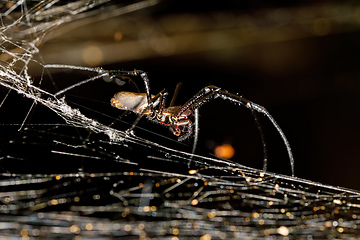 Image showing white spider Nephilengys livida Madagascar