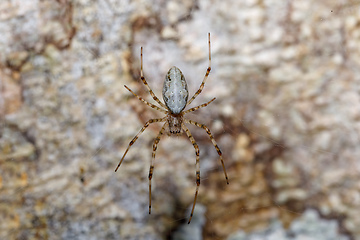 Image showing orb-weaver spider spider, Madagascar wildlife