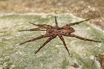 Image showing huntsman spider on tree trunk Madagascar wildlife