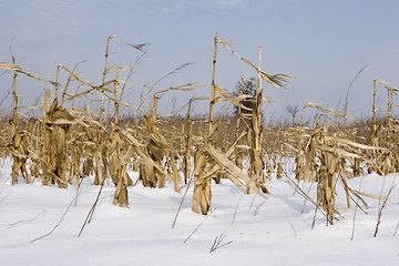 Image showing maze and corn crop in field winter