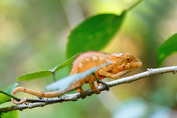 Image showing panther chameleon, Furcifer pardalis, Madagascar