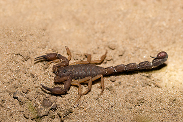 Image showing Scorpions, predatory arachnids Madagascar