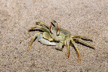 Image showing Crab on sandy beach, Antsiranana Madagascar