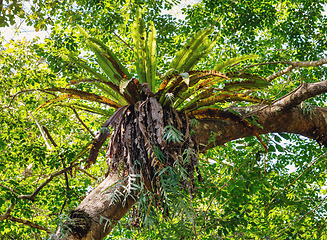 Image showing rainforest in Masoala national park, Madagascar