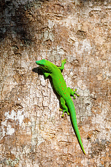 Image showing green gecko Phelsuma Madagascar wildlife