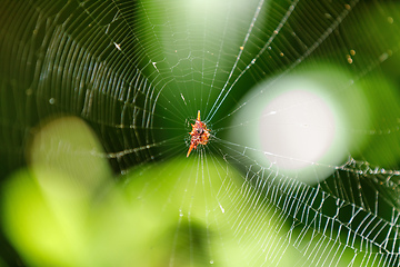 Image showing Spiny orb-weaver or crab spider madagascar