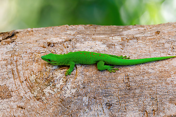 Image showing green gecko Phelsuma Madagascar wildlife