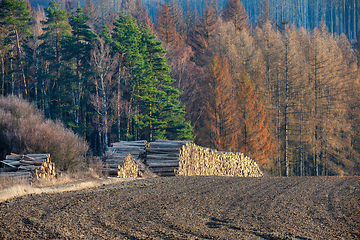 Image showing Piled logs of harvested wood