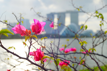 Image showing Flowers Singapore Marina Bay