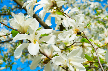 Image showing White blossom magnolia tree flowers