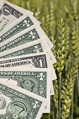 Image showing one American dollar pile , agricultural business