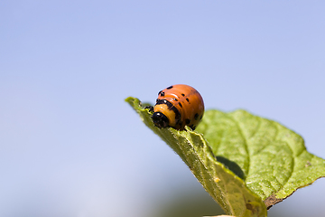 Image showing colorado beetle