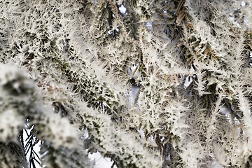 Image showing pine trees in winter