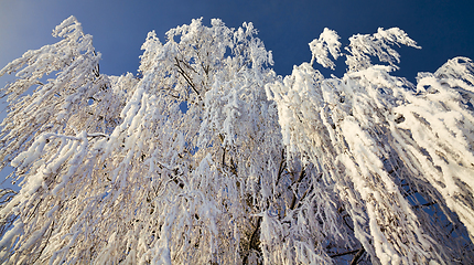 Image showing snow covered deciduous birch trees