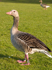 Image showing Portrait of a friendly goose