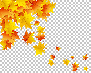 Image showing Falling maple leaves