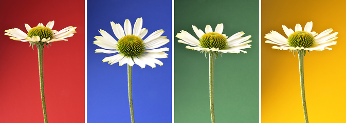 Image showing Echinacea flowers as collage