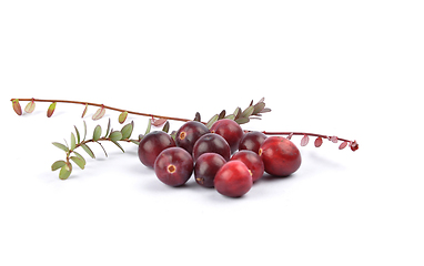 Image showing Cranberries with twig on white