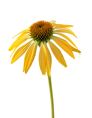 Image showing Yellow coneflower on isolated background