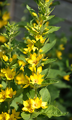 Image showing Dotted loosestrife in garden bed