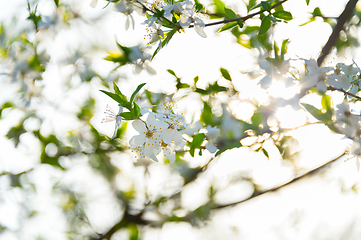 Image showing Sunny blossom flowers branch tree