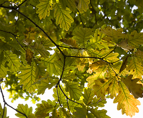 Image showing Forest deciduous forest fall