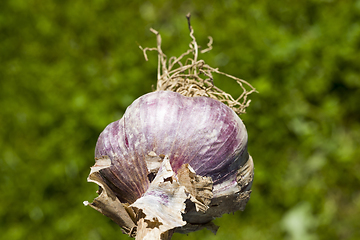Image showing purple garlic