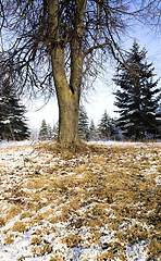 Image showing trees in winter