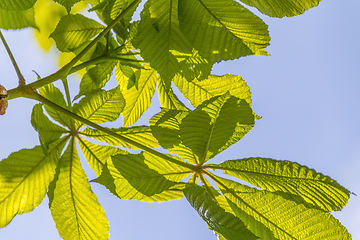 Image showing sunny illuminated chestnut leaves