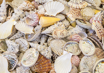 Image showing lots of seashells