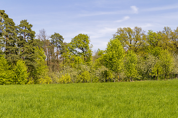 Image showing sunny woodside scenery