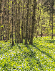 Image showing idyllic forest scenery