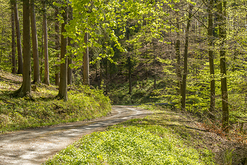 Image showing sunny forest scenery