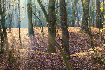 Image showing autumn landscape illuminated by sunlight