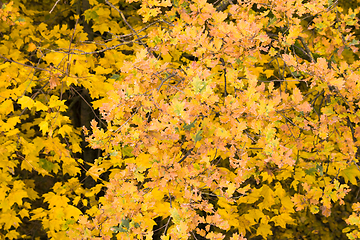 Image showing abstract background of autumn foliage