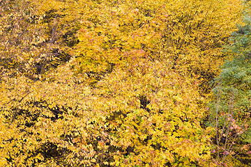 Image showing autumn yellowed foliage