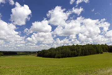 Image showing summer landscape with green cereals